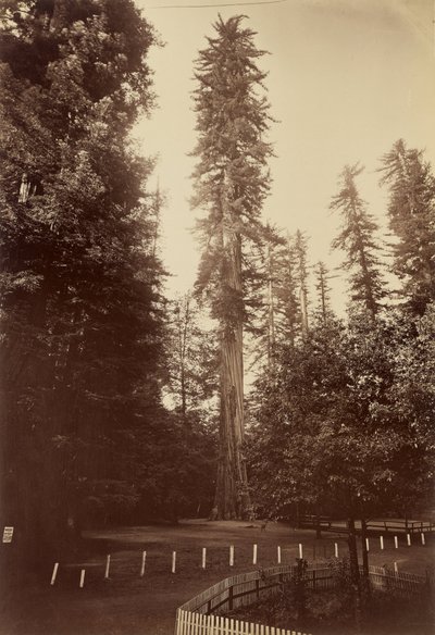 Giant Redwood, Santa Cruz by Carleton E. Watkins